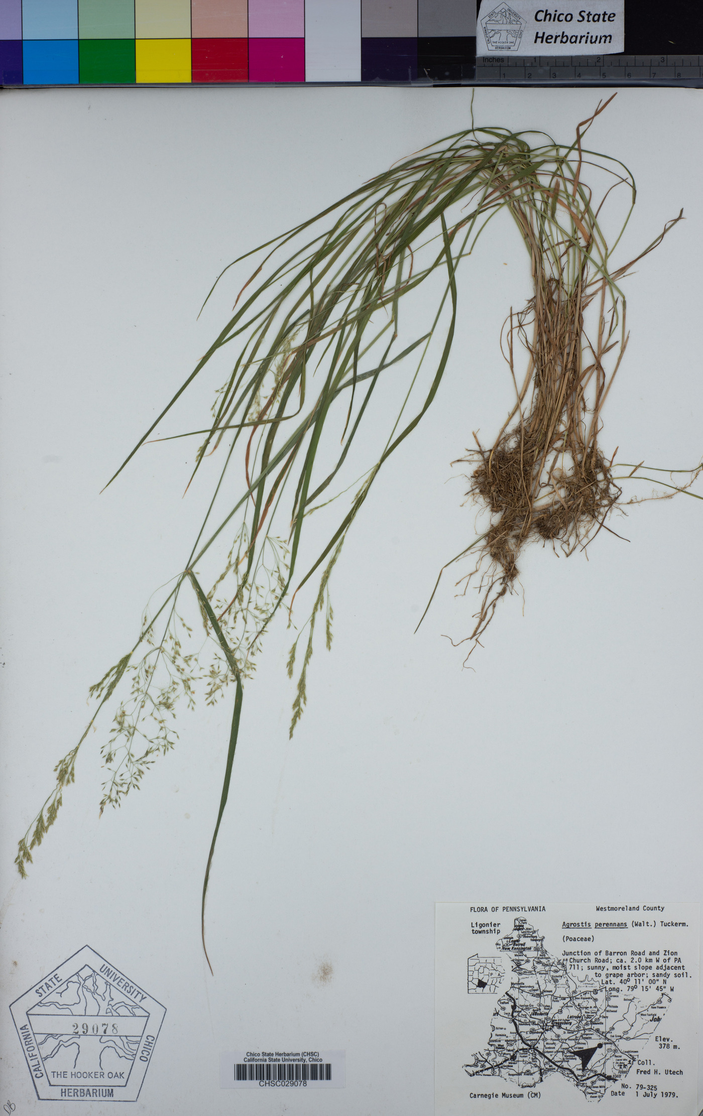 Agrostis perennans image