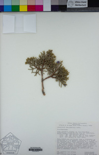 Juniperus californica image