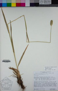 Phleum alpinum image