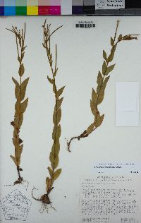 Epilobium ciliatum subsp. ciliatum image