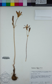 Brodiaea elegans image