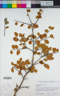 Rhamnus ilicifolia image