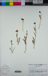 Polygala cornuta image