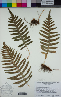 Polypodium calirhiza image