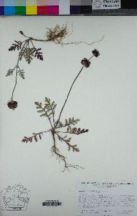 Salvia columbariae image