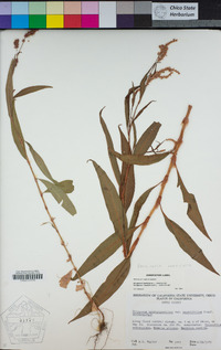 Persicaria maculosa image