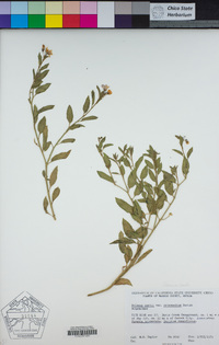 Solanum xanti image