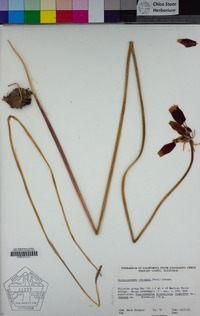 Dichelostemma ida-maia image