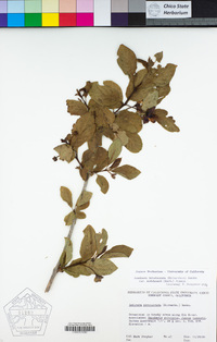 Lonicera involucrata var. ledebourii image