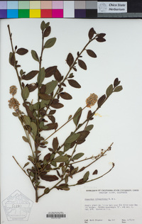 Ceanothus integerrimus image