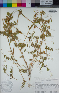 Vicia sativa image