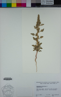 Amaranthus retroflexus image