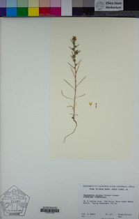 Calycadenia spicata image