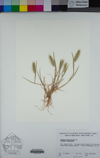 Hordeum marinum image