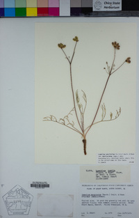 Lomatium caruifolium image