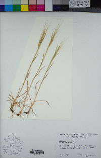 Aegilops triuncialis image