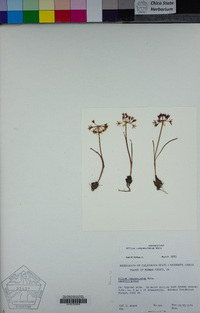 Allium campanulatum image