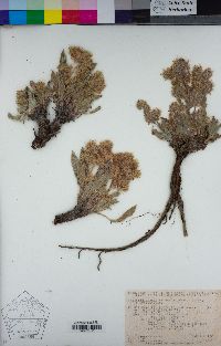 Phacelia egena image