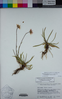 Oreostemma alpigenum var. andersonii image