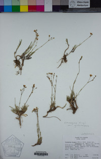 Eremogone kingii var. glabrescens image