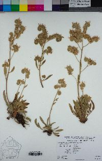 Phacelia corymbosa image