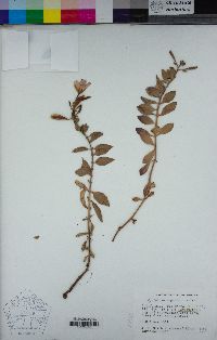 Epilobium rigidum image