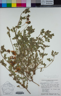 Acmispon grandiflorus var. grandiflorus image