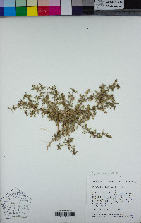 Lepidium didymum image