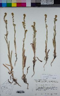 Amsinckia menziesii image