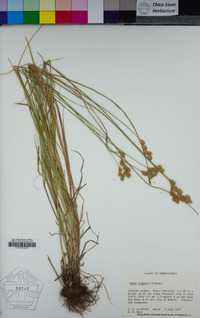 Carex scoparia image