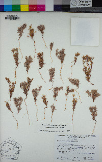 Chorizanthe watsonii image