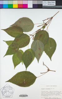 Boehmeria cylindrica image