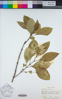 Chionanthus virginicus image