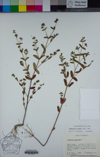 Euphorbia nutans image