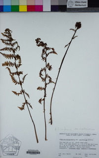 Athyrium filix-femina var. cyclosorum image