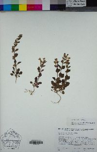 Scutellaria tuberosa image