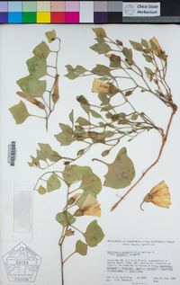 Calystegia atriplicifolia subsp. buttensis image