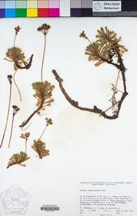 Primula suffrutescens image