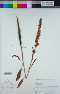 Rumex crispus image