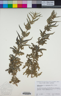 Urtica dioica image