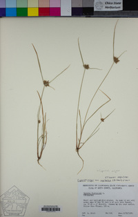 Cyperus niger image