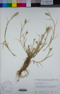 Crypsis schoenoides image