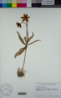 Fritillaria purdyi image