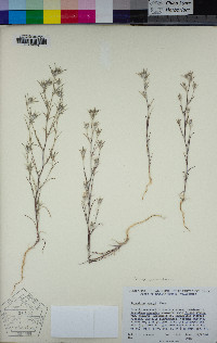 Eriastrum tracyi image