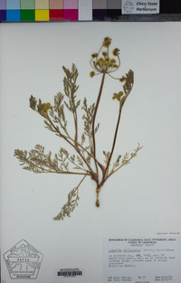 Lomatium utriculatum image