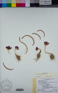 Allium falcifolium image