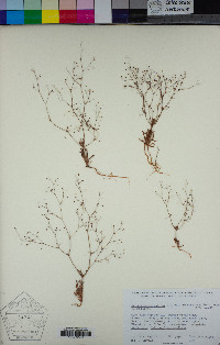 Eriogonum spergulinum var. reddingianum image