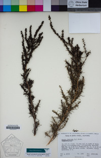 Suaeda calceoliformis image