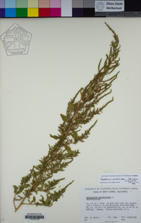 Dysphania ambrosioides image