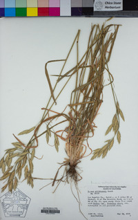 Bromus catharticus image